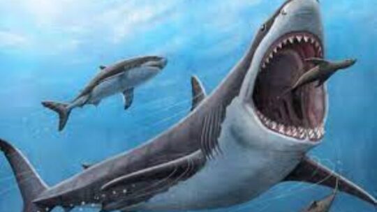 El megalodón no fue ni tan grande ni monstruoso como lo pintan en la película