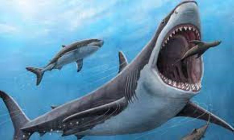 El megalodón no fue ni tan grande ni monstruoso como lo pintan en la película